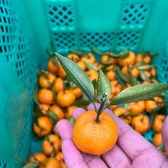 葉付き福来みかん(ふくれみかん)１キロ　