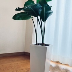 【受付終了】観葉植物 ストレリチア オーガスタ