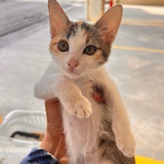 仔猫〈女の子〉親募集中！