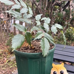 ヒイラギ②
