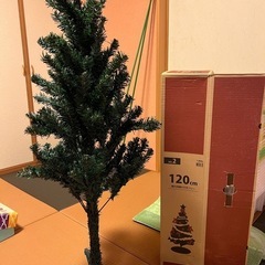 クリスマスツリー（モミの木）の画像