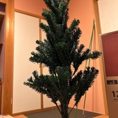 クリスマスツリー（モミの木）の画像