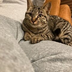 キジ猫