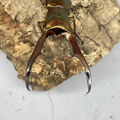 メタリフェルホソアカクワガタ（亜種サンギレンシス）♂単2匹B品の画像