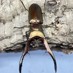 メタリフェルホソアカクワガタ（亜種サンギレンシス）♂単2匹B品の画像
