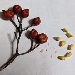 トゲなし野バラの種