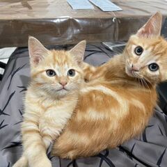 現在相談中となりました。仲良し兄妹です。2匹とも一緒に引き取って...