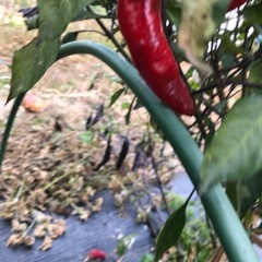 [受付終了]無農薬　野菜セットの画像