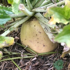 [受付終了]無農薬　野菜セットの画像