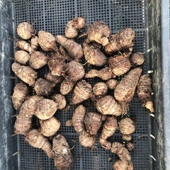 [受付終了]無農薬　野菜セット