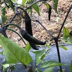 [受付終了]無農薬　野菜セットの画像