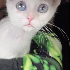 ３きょうだいのシャムミックス