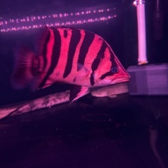 ダトニオプラスワン