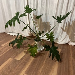観葉植物　フィロデンドロン