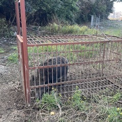 ジビエ　鹿　鹿肉　猪肉　ジャーキー　塊　ペットフード　犬の餌　 