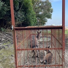 ジビエ　鹿　鹿肉　猪肉　ジャーキー　塊　ペットフード　犬の餌　 の画像