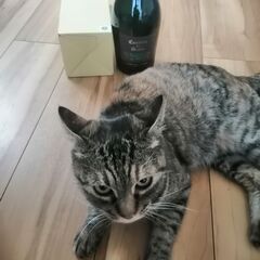 推定年齢3歳くらいの♀ねこちゃんを引き取ってくださる方を募集します。