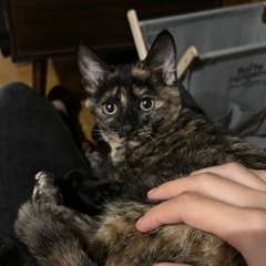 【急募】サビ猫　5ヶ月くらい