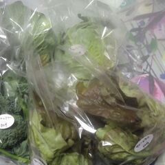 新鮮野菜コーナー12月13日の品出し予定です。