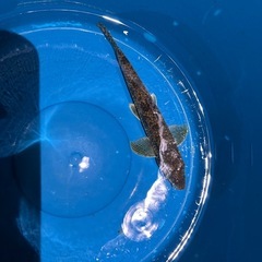 カマツカ