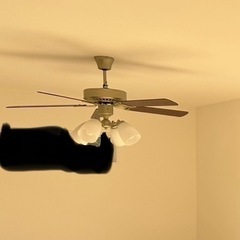 残り2台！　シーリングファン　ライトの画像