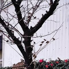 古米。くず米。鳥の餌。すずめ。お願いします！！