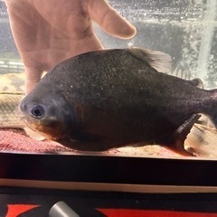 コロソマ30cm ポリプテルス　アロワナ　古代魚　肉食魚　大型魚...