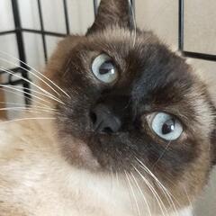 単身者歓迎♥️１匹飼い希望♥️超ビビリなシャム猫の「チーコ」