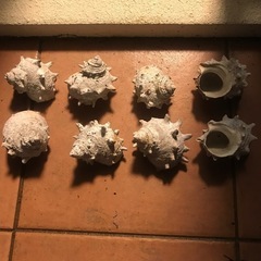 水槽　アクアリウム　3種で30個ぐらいの画像