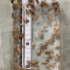 ヨーロッパイエコオロギSサイズ70匹(郵送不可)