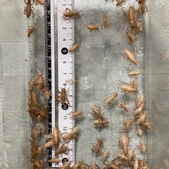 ヨーロッパイエコオロギSサイズ60匹(郵送不可)の画像