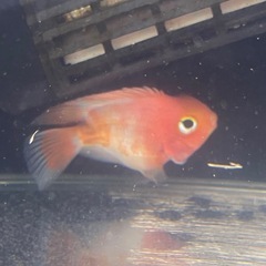サラサパロットファイヤー　熱帯魚　パイロット　紅白の画像