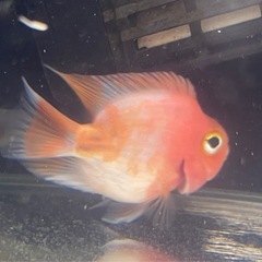 サラサパロットファイヤー　熱帯魚　パイロット　紅白の画像