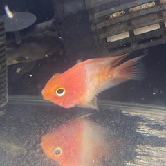 サラサパロットファイヤー　熱帯魚　パイロット　紅白の画像