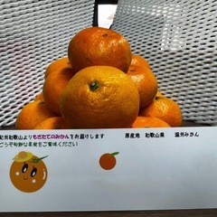 和歌山県産　紀州温州みかん　3Lのみ　限定販売　欲しいだけ！！