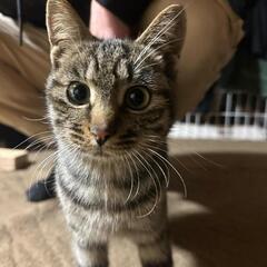 お話し中  6ヶ月オス猫