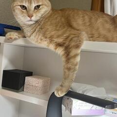 新しい飼い主募集