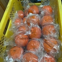 ごま柿　5kg(15-17個)