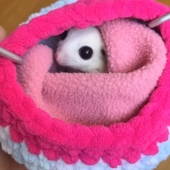 モモンガ引き取ってくれる方募集してますの画像