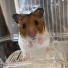 ゴールデンハムスター