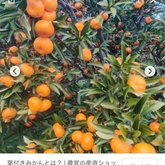 葉みかんをいただきたい／買いたい