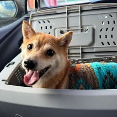 里親様決定🐶豆柴のまめこちゃん😄 − 愛知県