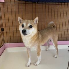里親様決定🐶豆柴のまめこちゃん😄 - 東海市