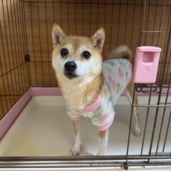 里親様決定🐶豆柴のまめこちゃん😄 - 里親募集