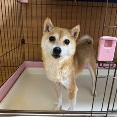 里親様決定🐶豆柴のまめこちゃん😄 - 犬