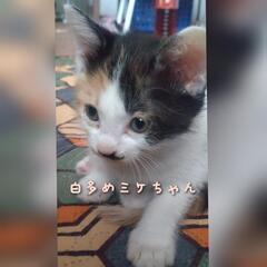 【決まりました】🌟家族になってください⭐️