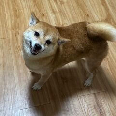 🎀里親様決定😊茜(あかね)ちゃん😊