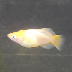 ★近松めだか（朱天皇メダカ）の画像