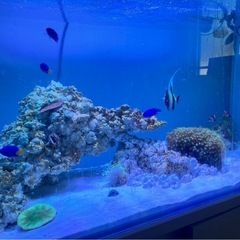 ルリスズメダイ、シリキルリスズメダイ