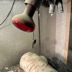 フトアゴヒゲトカゲ、シトラストランス − 京都府